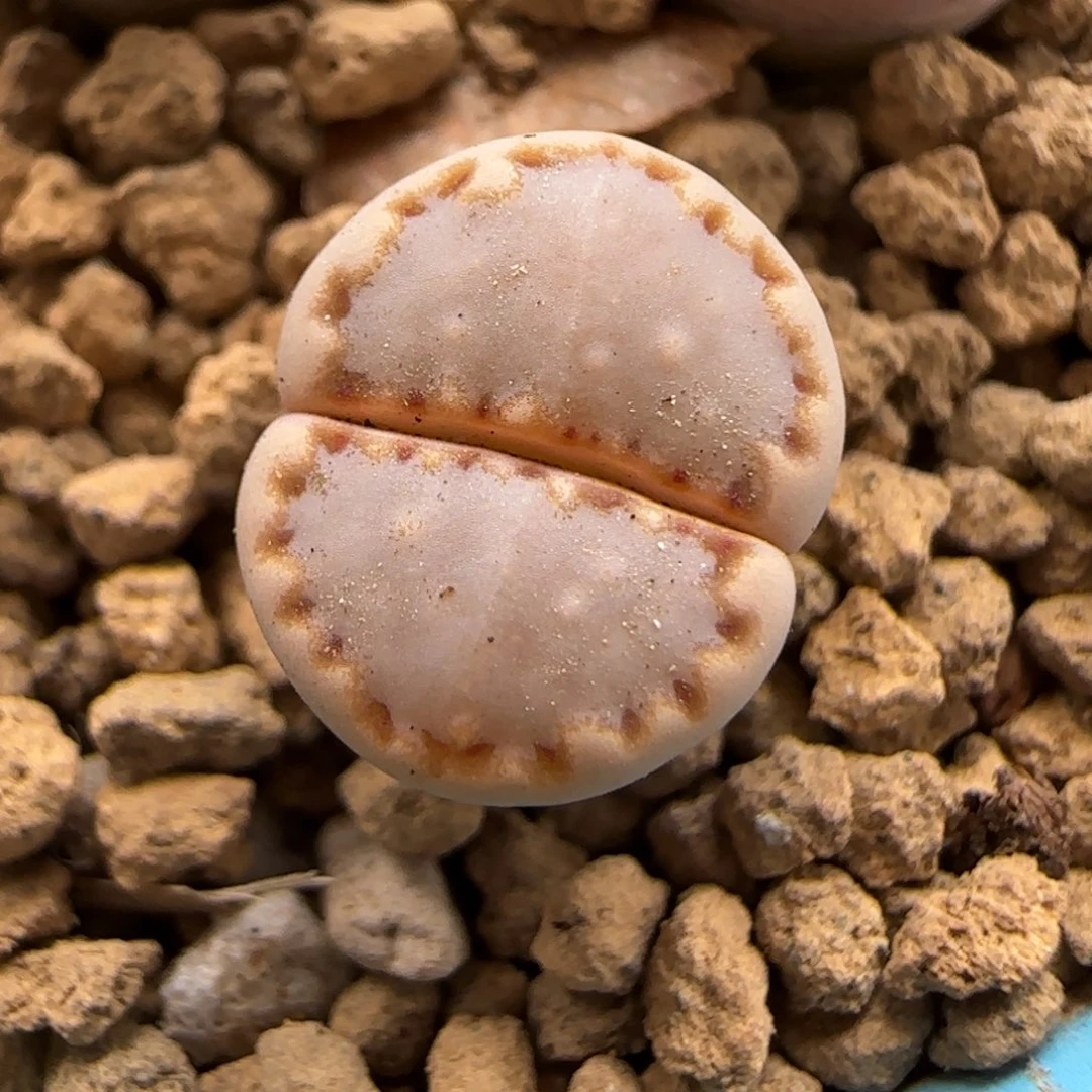 5.30。324饼干小。9143