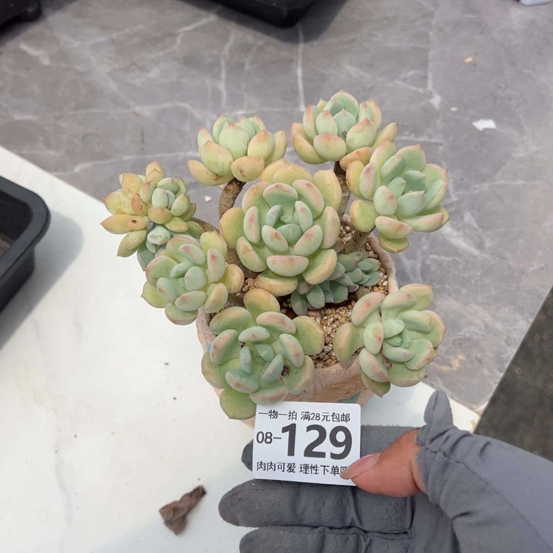 蜜桃格林多多肉多肉多肉多肉