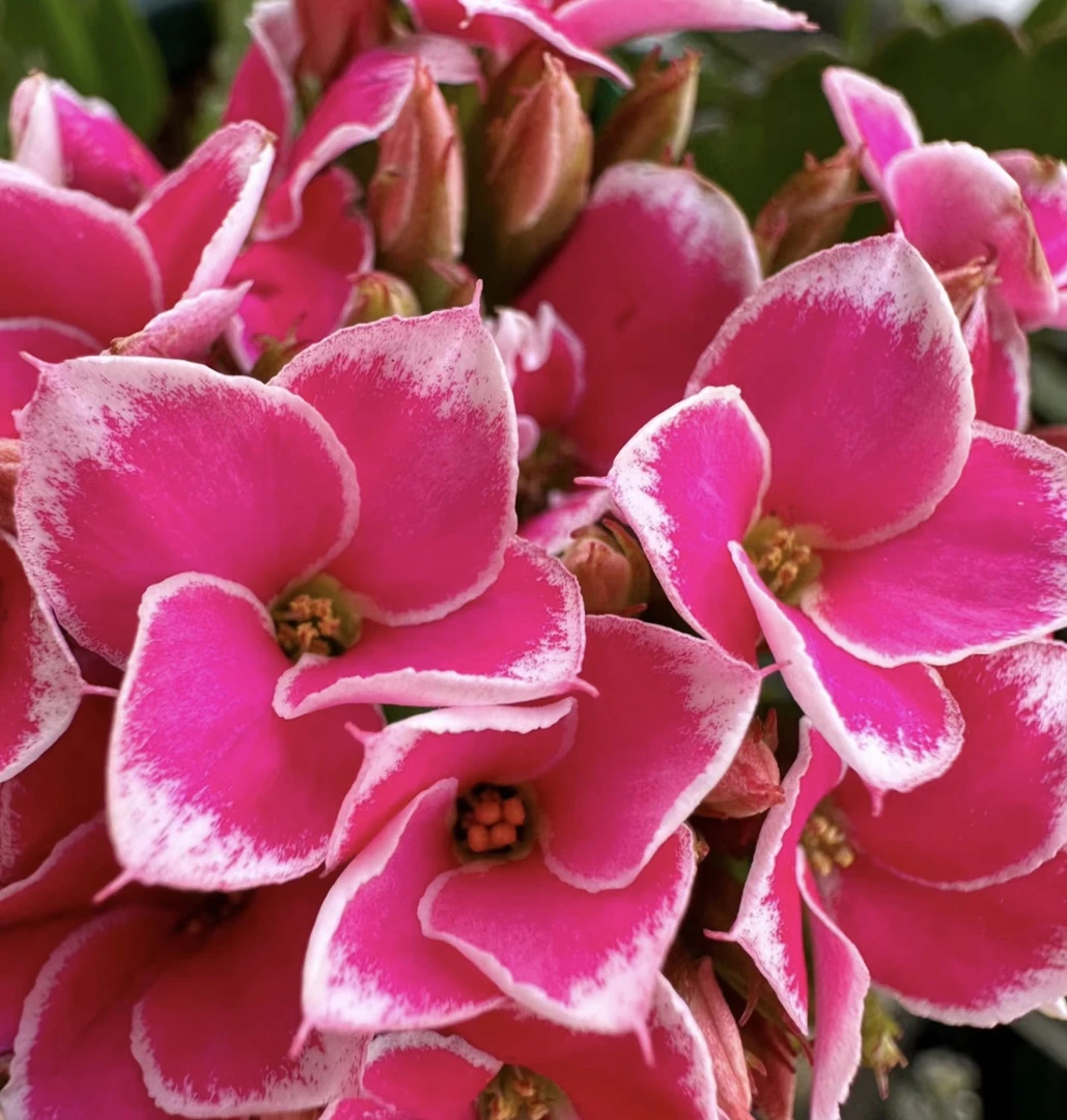 （粉岩丁）130盆 长寿单瓣稀有品种 产地直发