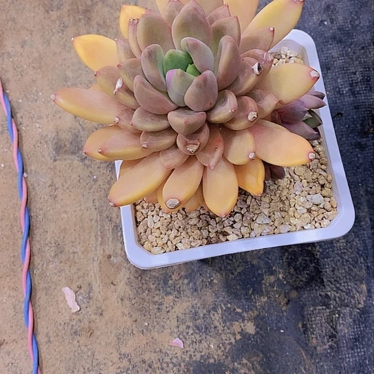 贝**姐红象牙多肉植物老桩