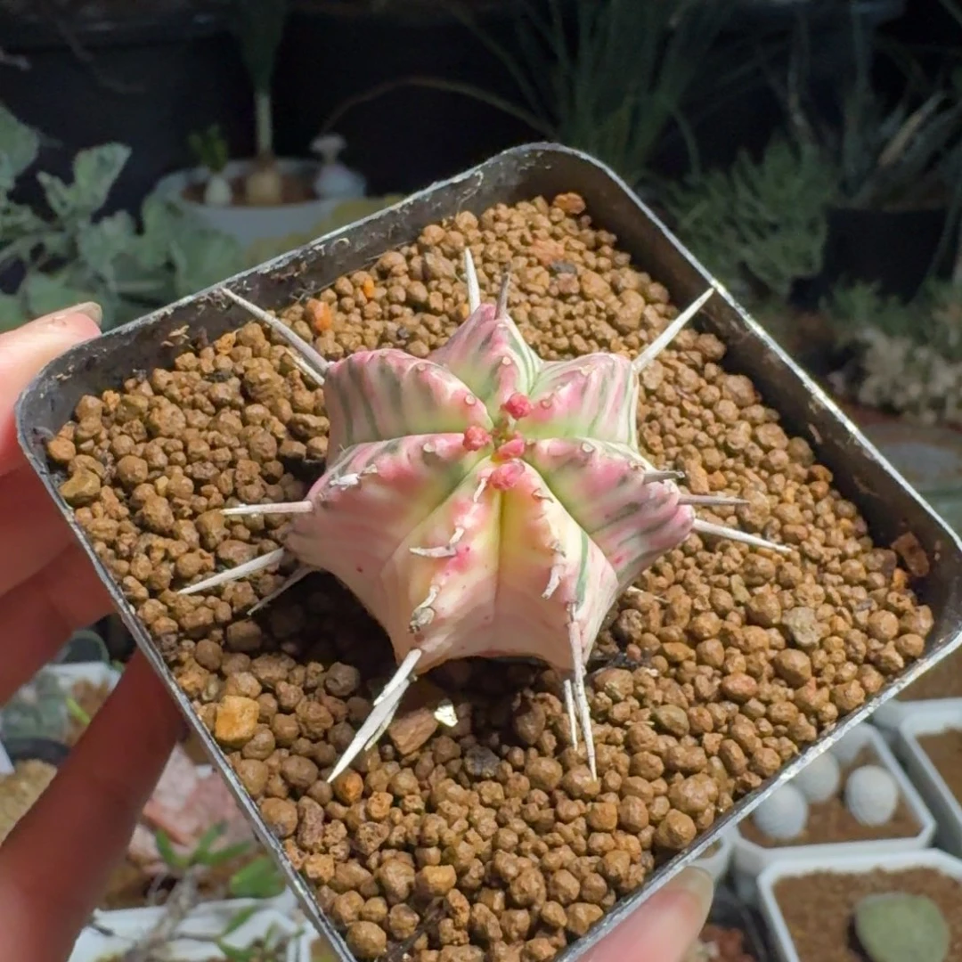 玫瑰大戟一物一拍多肉