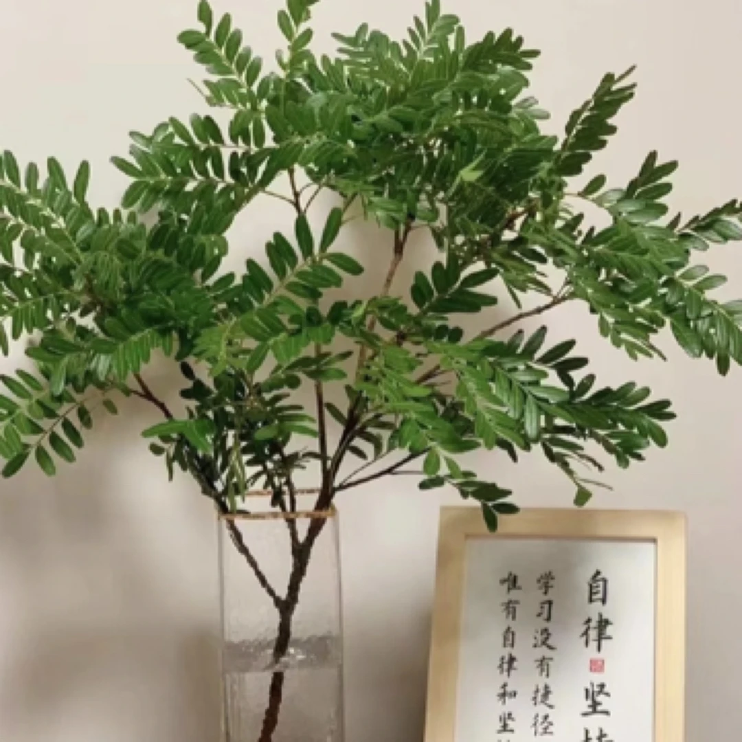 【只发新疆】带柑橘味清香木鲜切绿植好养适合新手