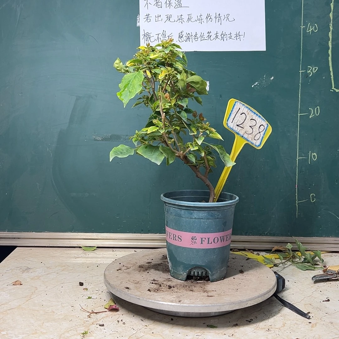 完全开放  弯杆  橙九月  1238