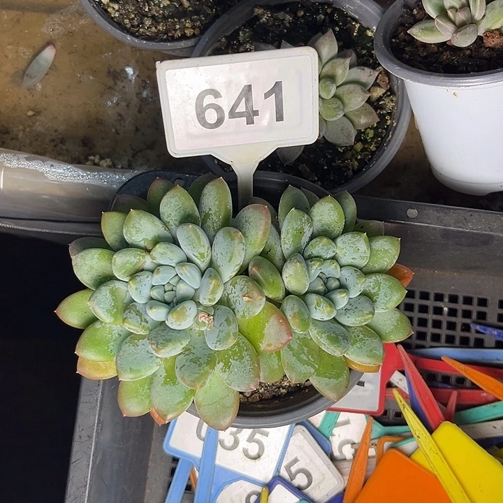 苦***苦多肉植物奶糖群641