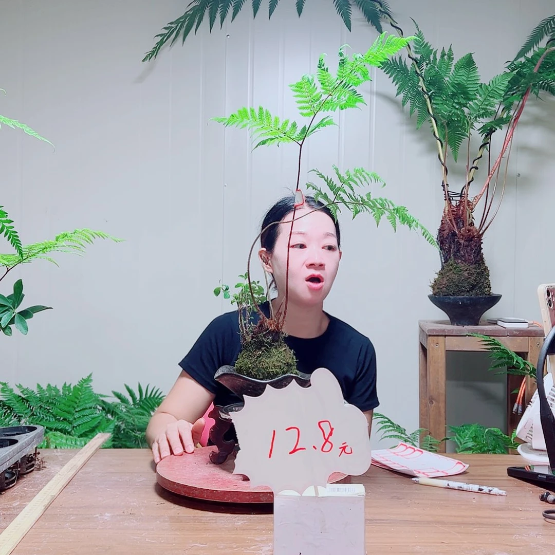 无花朵金丝虹鳞蕨