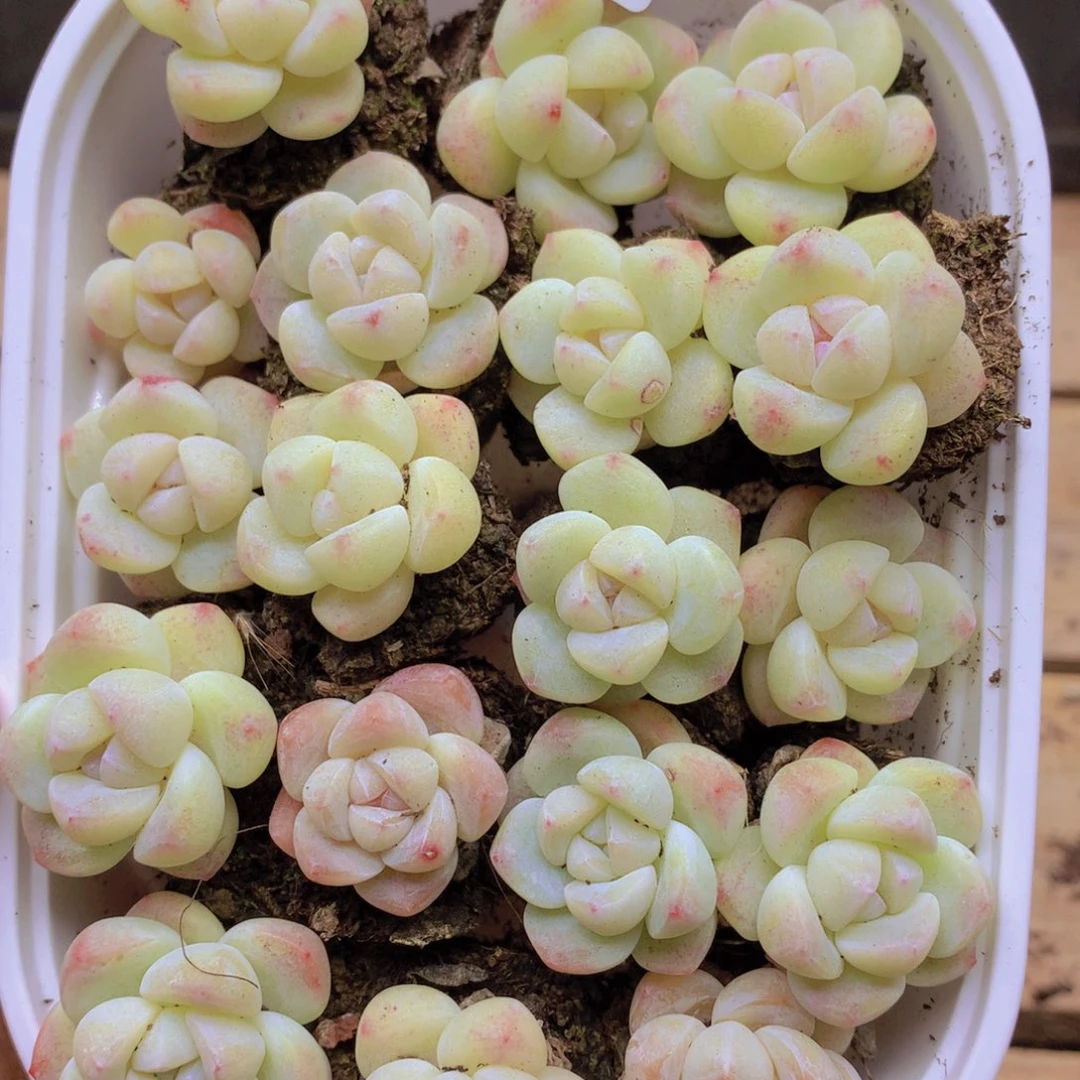 我要去看你了哦026