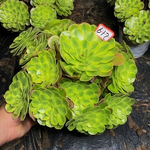 雨荷老桩捧花法师612号
