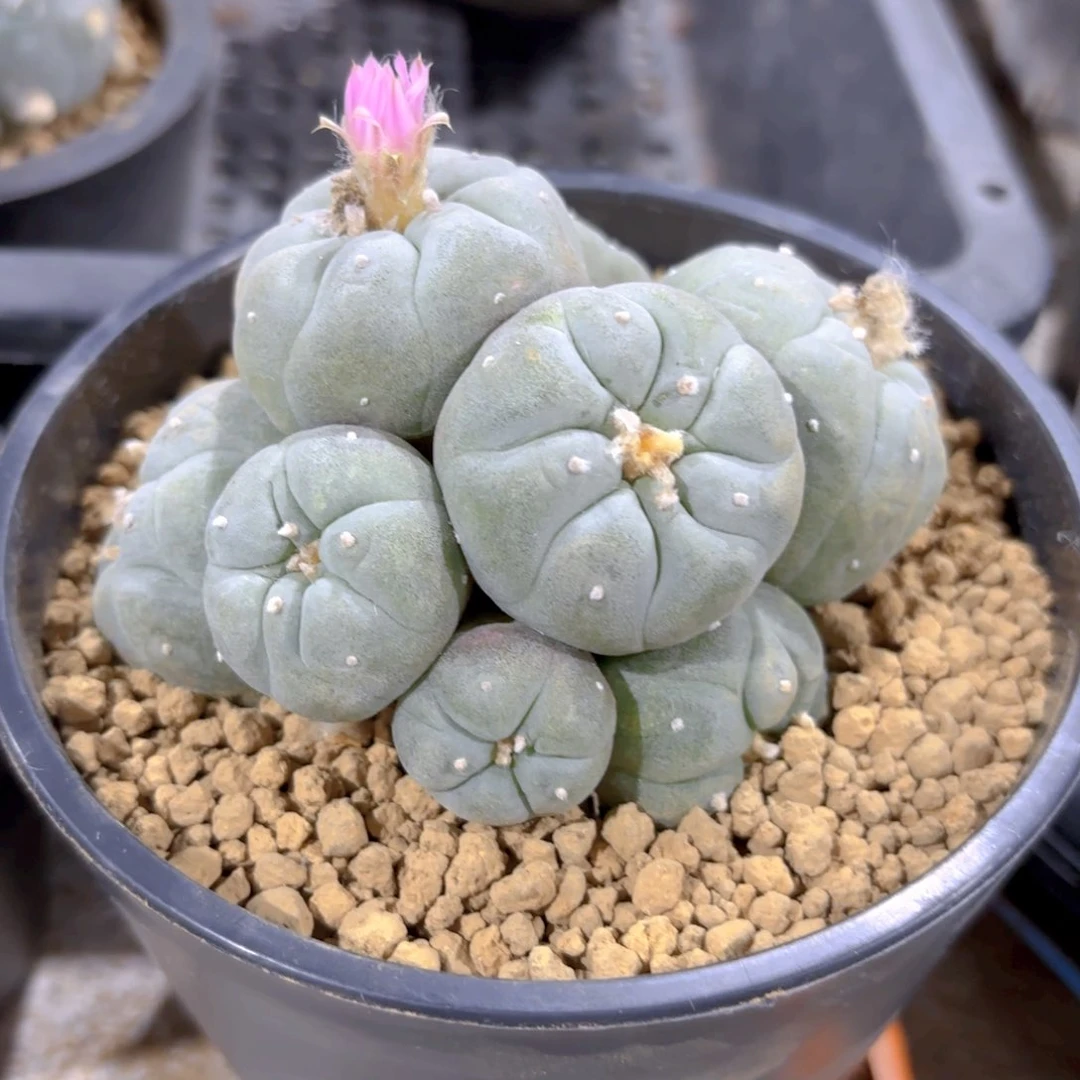 自根群G g g g g g g g