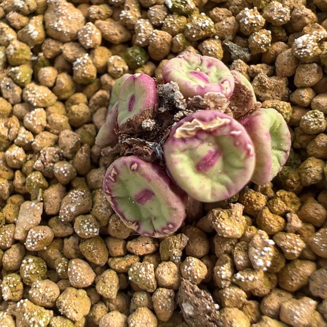 439号se产地嘴。