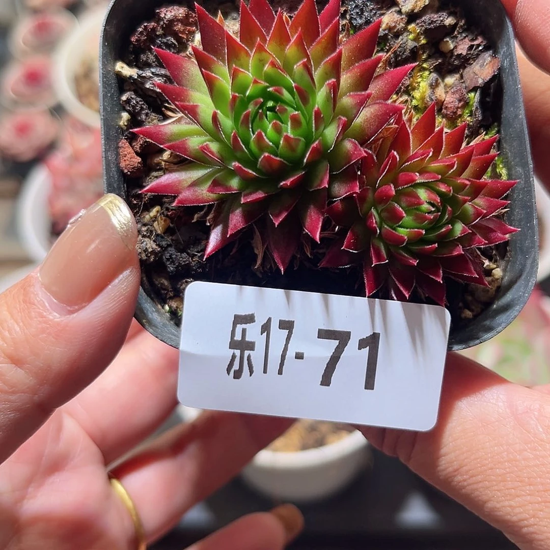 乐17-71 橘子球不包整