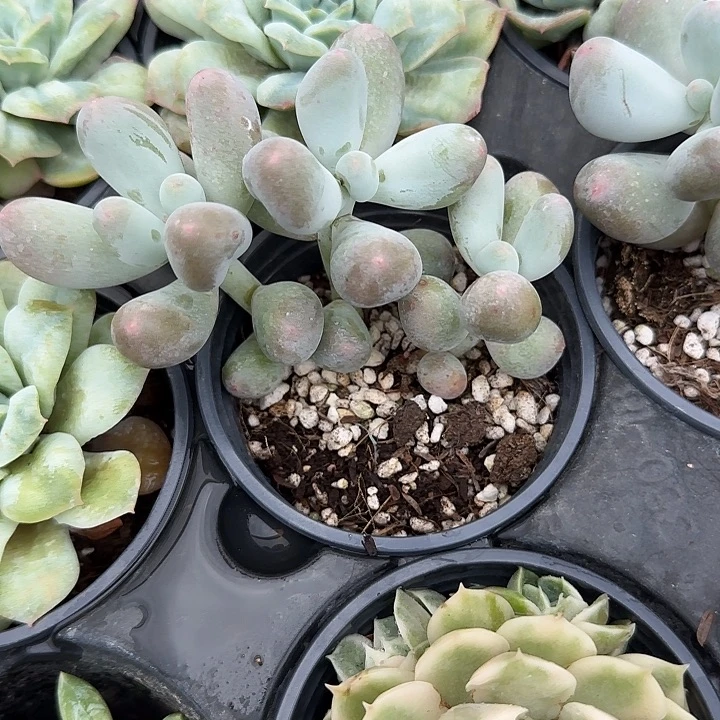 青蛙王子儿童牙膏111