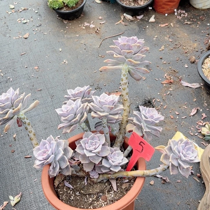 晨语多肉一物一拍5