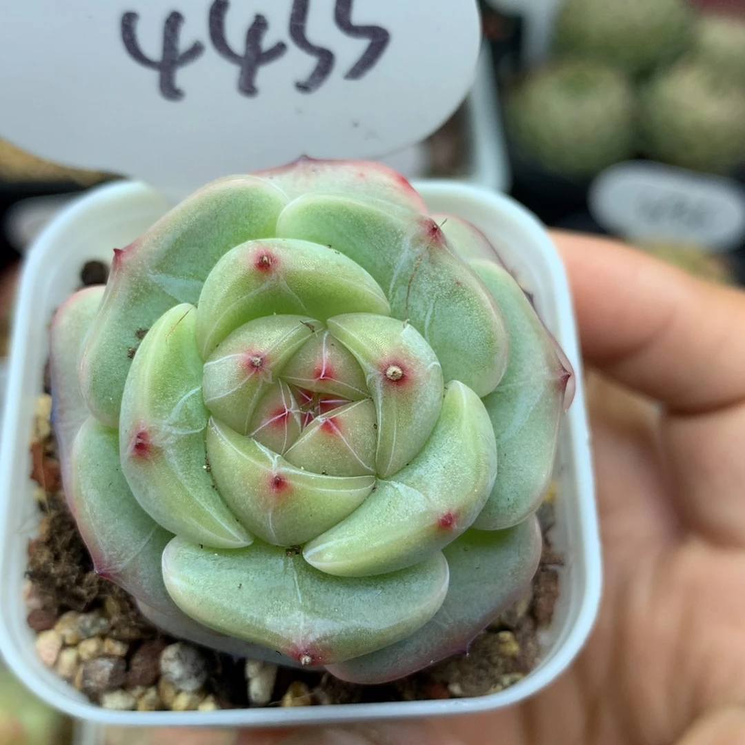 气泡珍妮单头4433