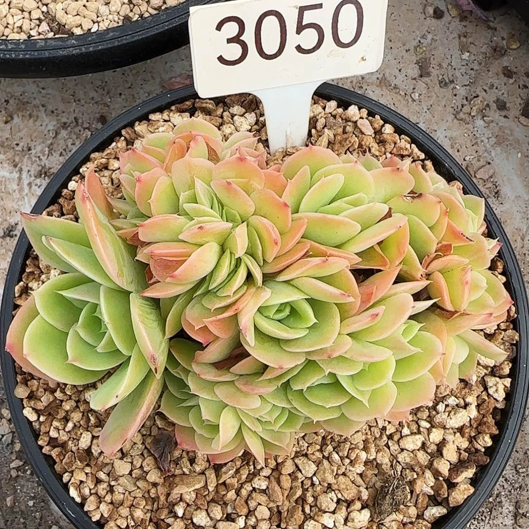 3050。         星娜塔缀
