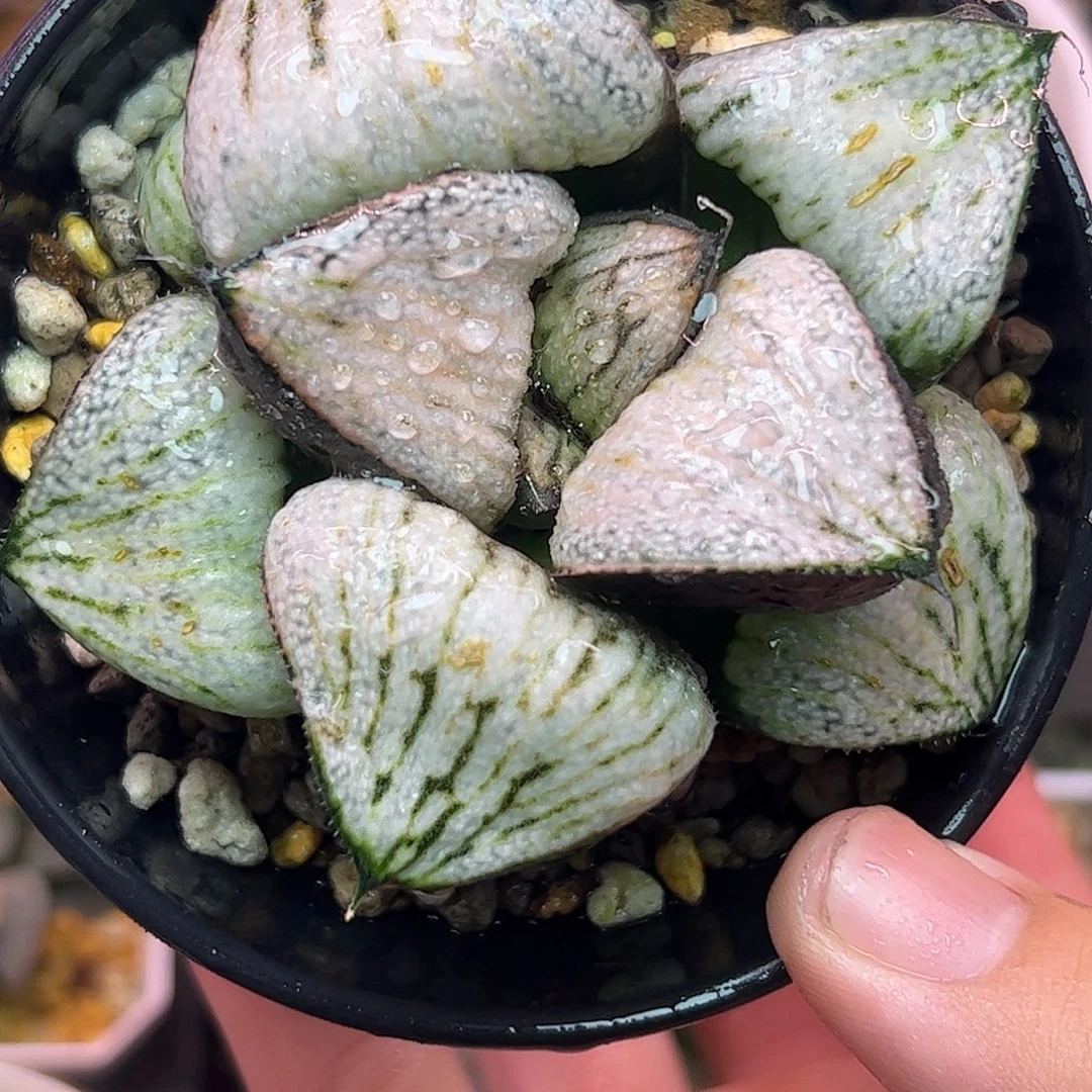 武士红母本八公分十二卷