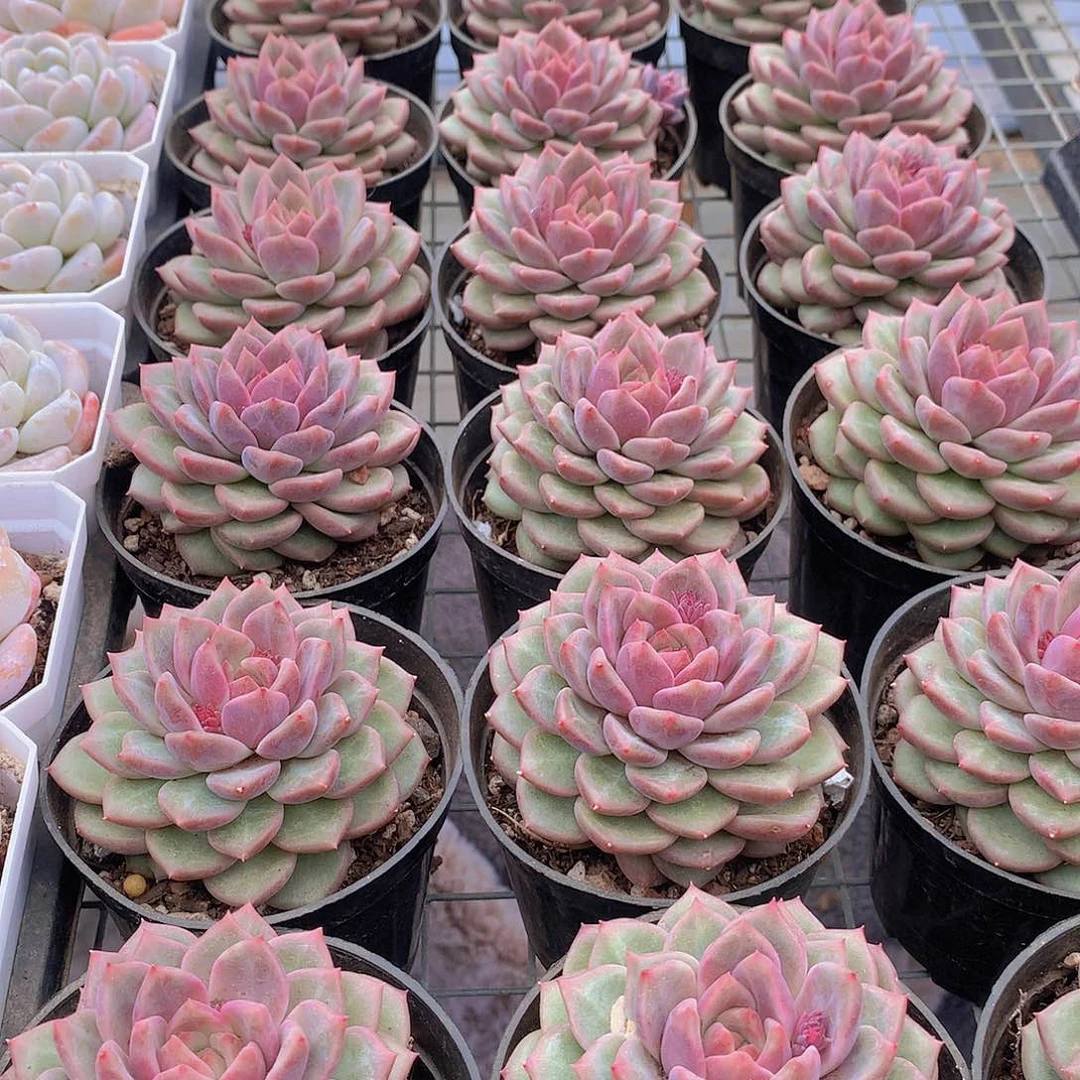 韩心五号2456678999000