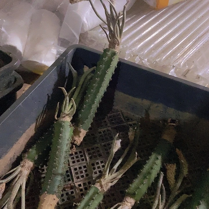 开***使仙人掌美杜莎一棵