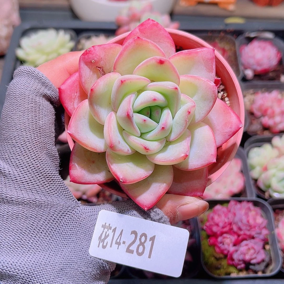 花14-281草莓泡芙