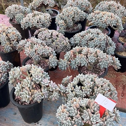 10淡雪脱土多肉脱土