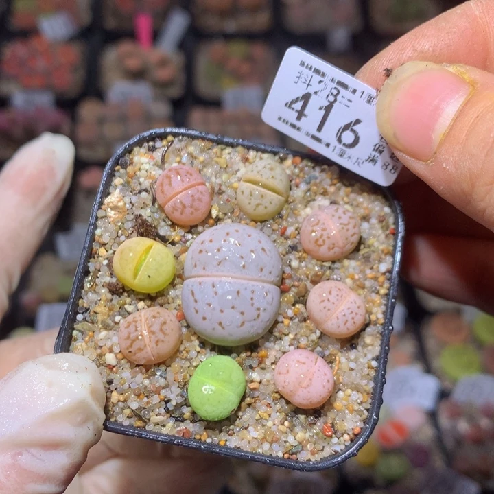 精品生石花28.416