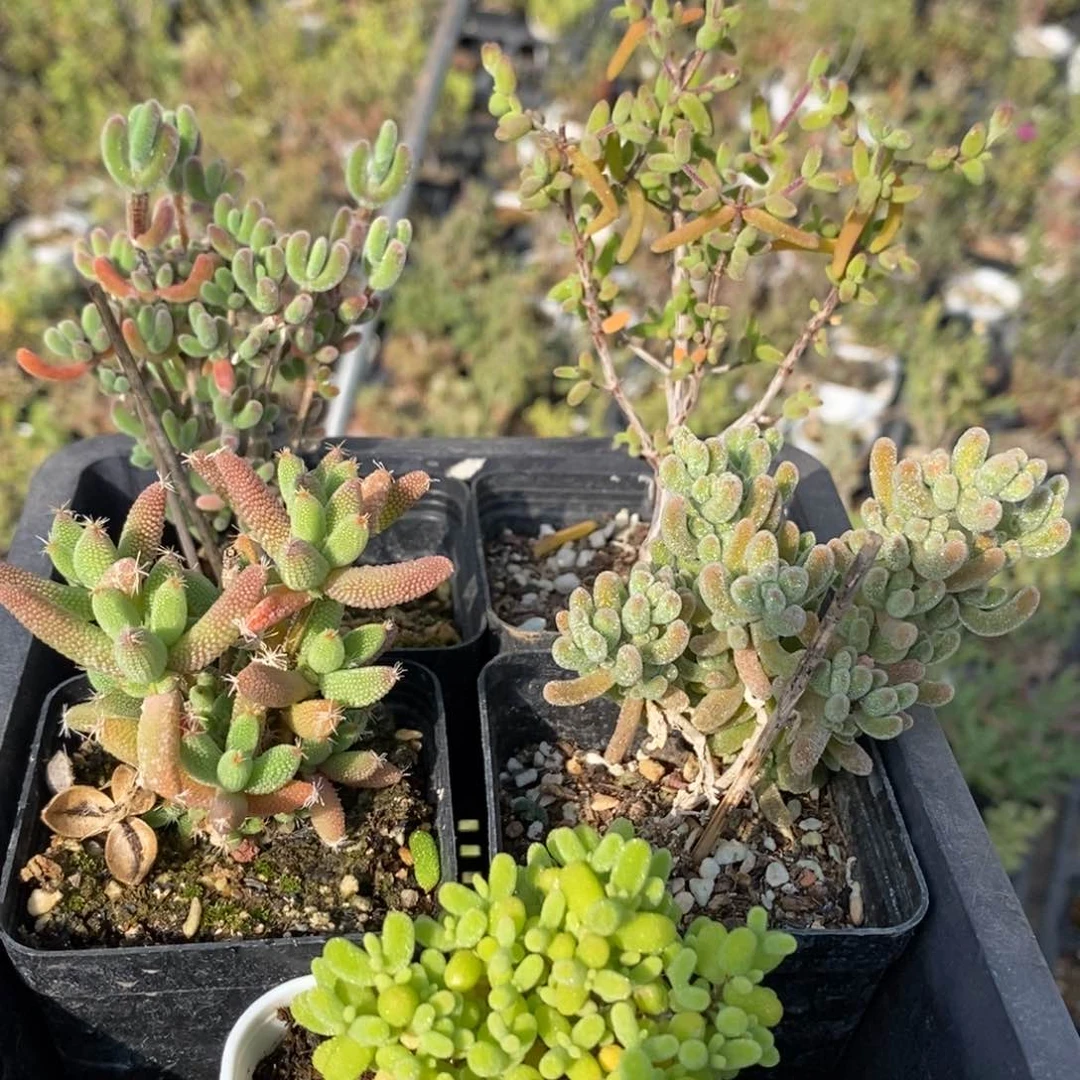 组合5411枝干番杏