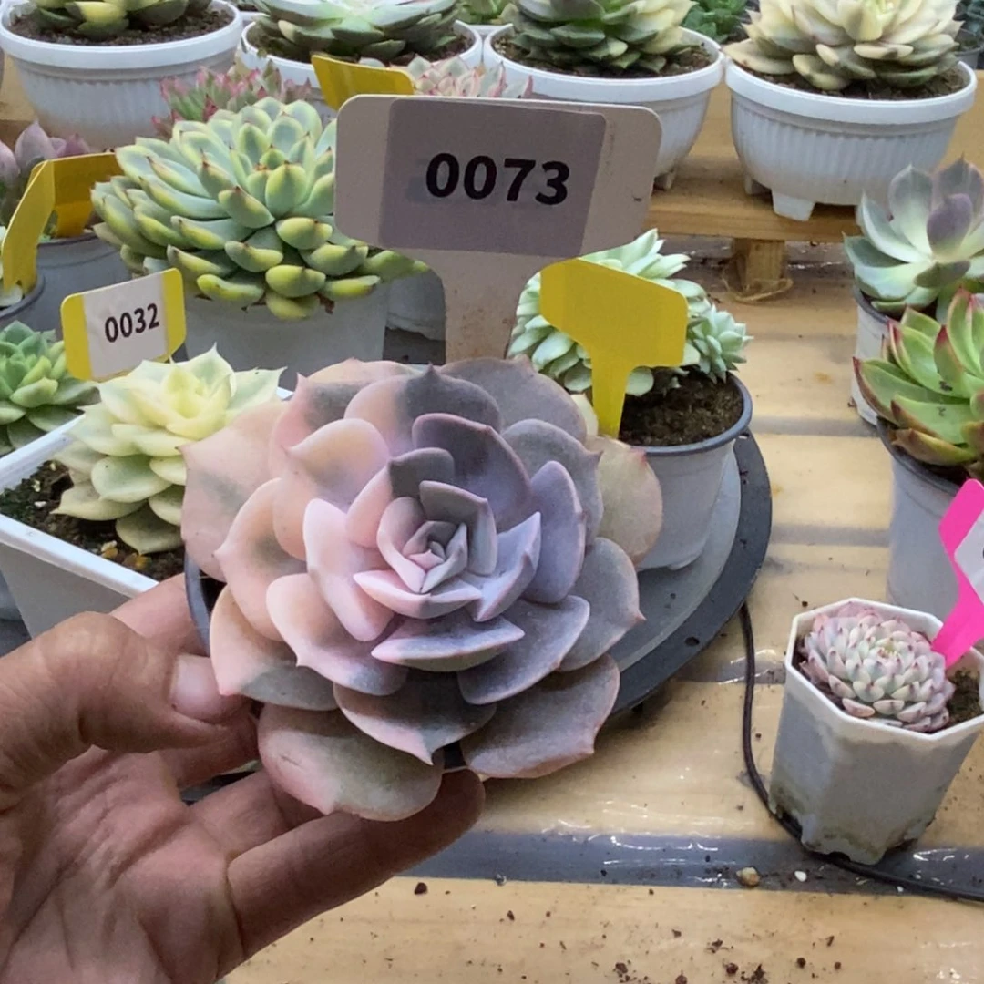 0073双子座哈哈哈