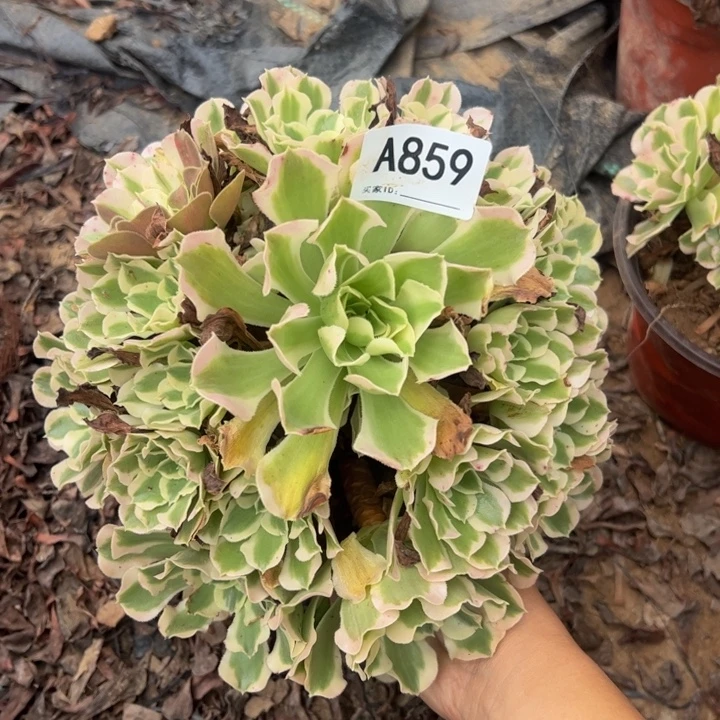 白风多肉植物859.