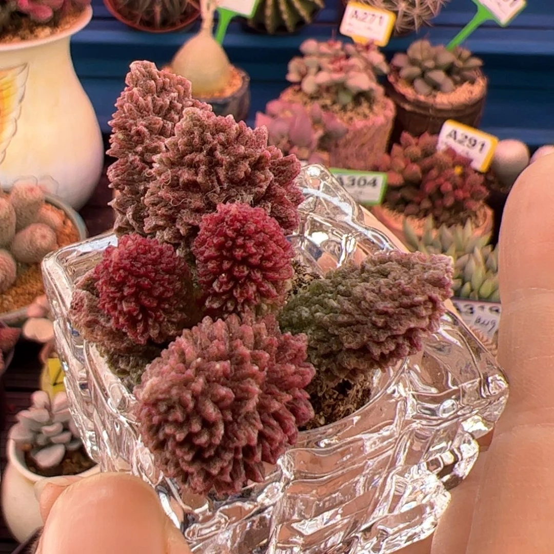 梵****?朱紫玉。