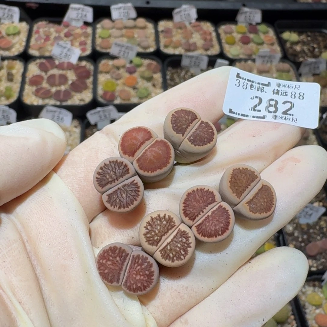 小***乖Ssss生石花肉锥282