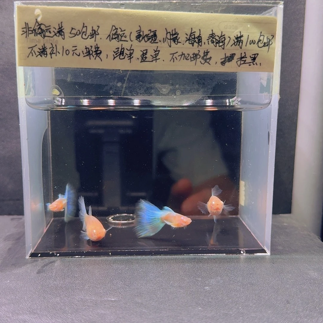孔雀鱼飞船蓝白两对
