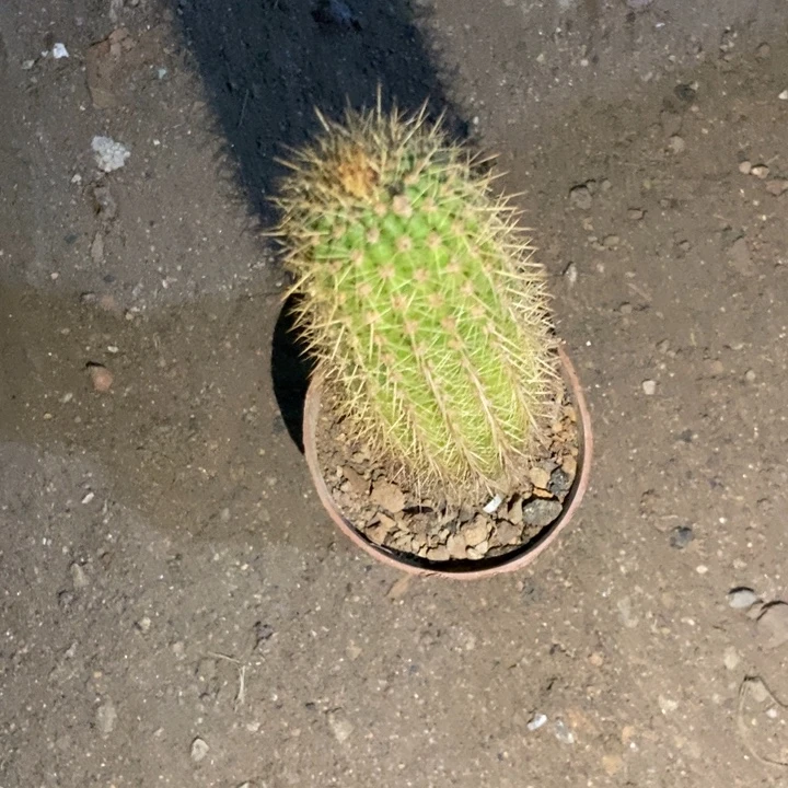 双****仙人球直立金妞时光一个