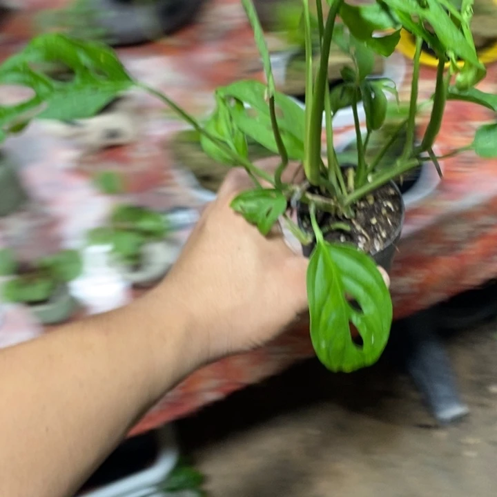 打***！完全开放一物一拍一物一拍502