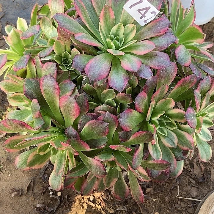 安娜742多肉不包断