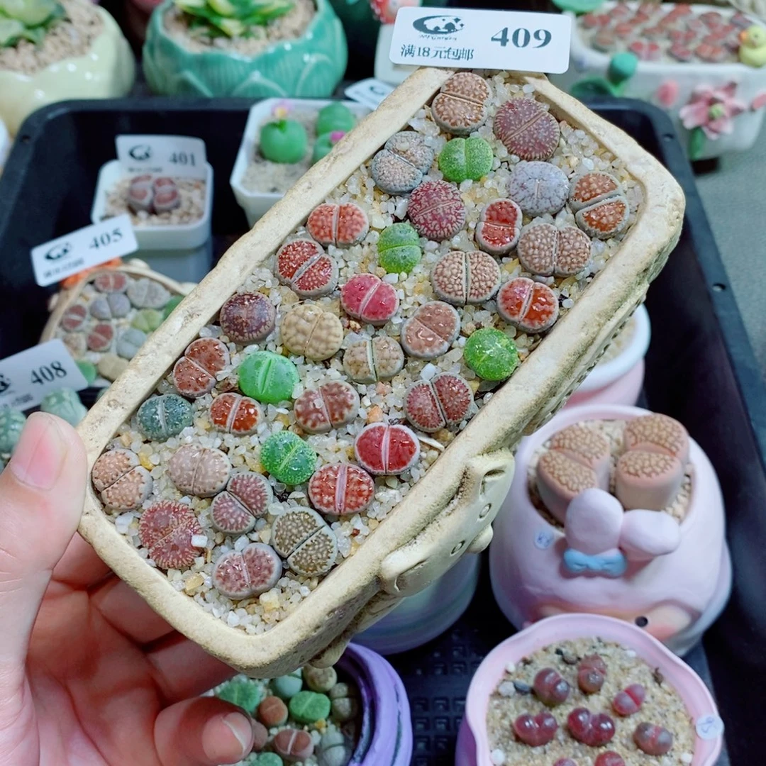 生石花花花花花花409