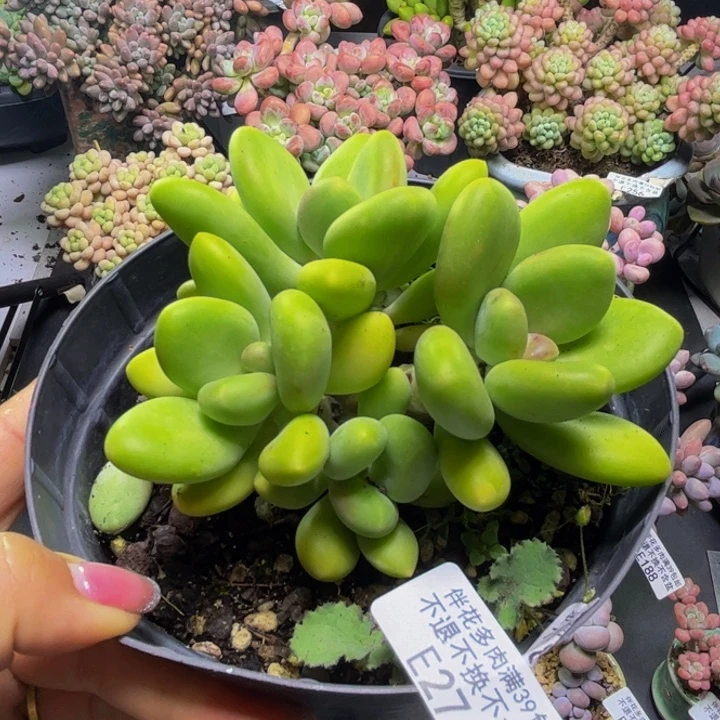芒果奶酪274/10cm多肉