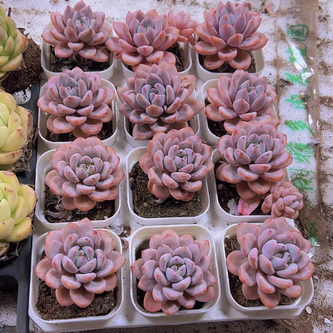 大单头星星雪19包邮