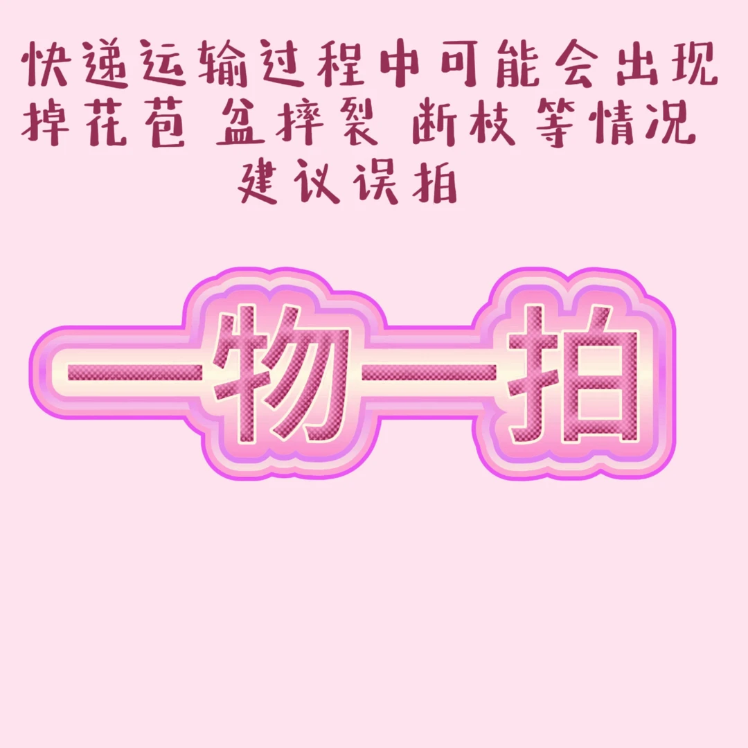 月季 云南基地直发一物一拍