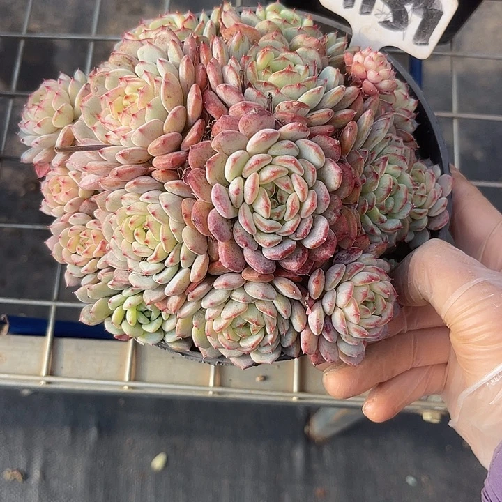 ****光两单包邮，一物一拍139