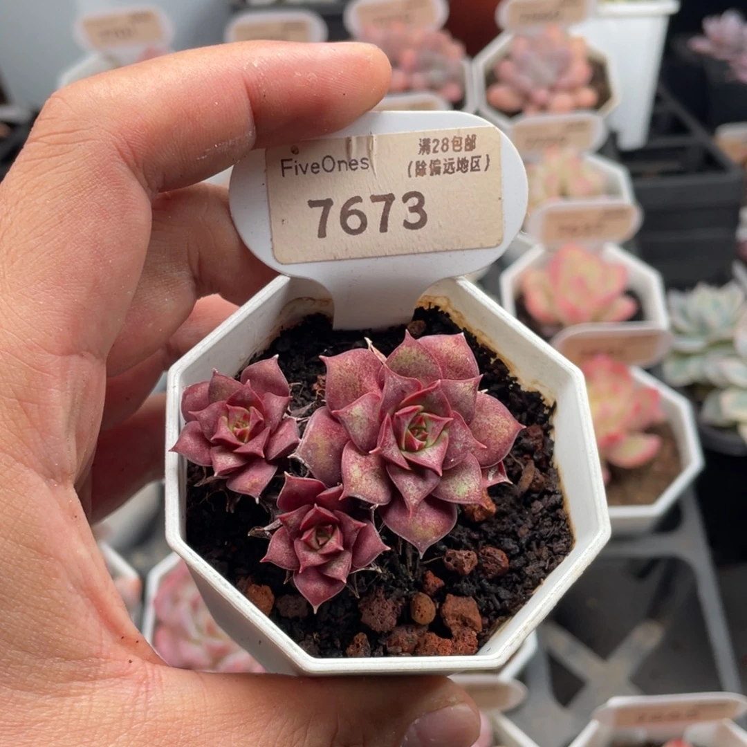 罗西玛7673-5.5厘米