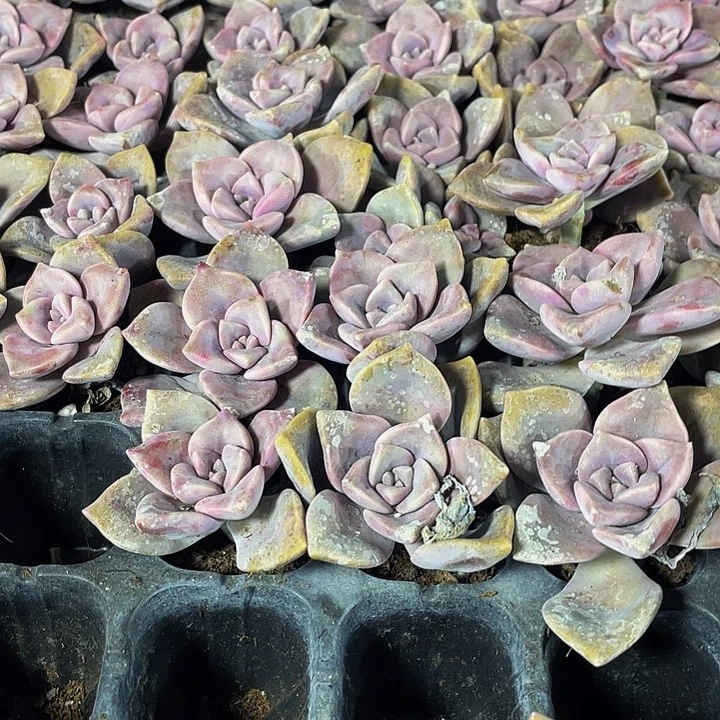 小紫乐1元带土发货