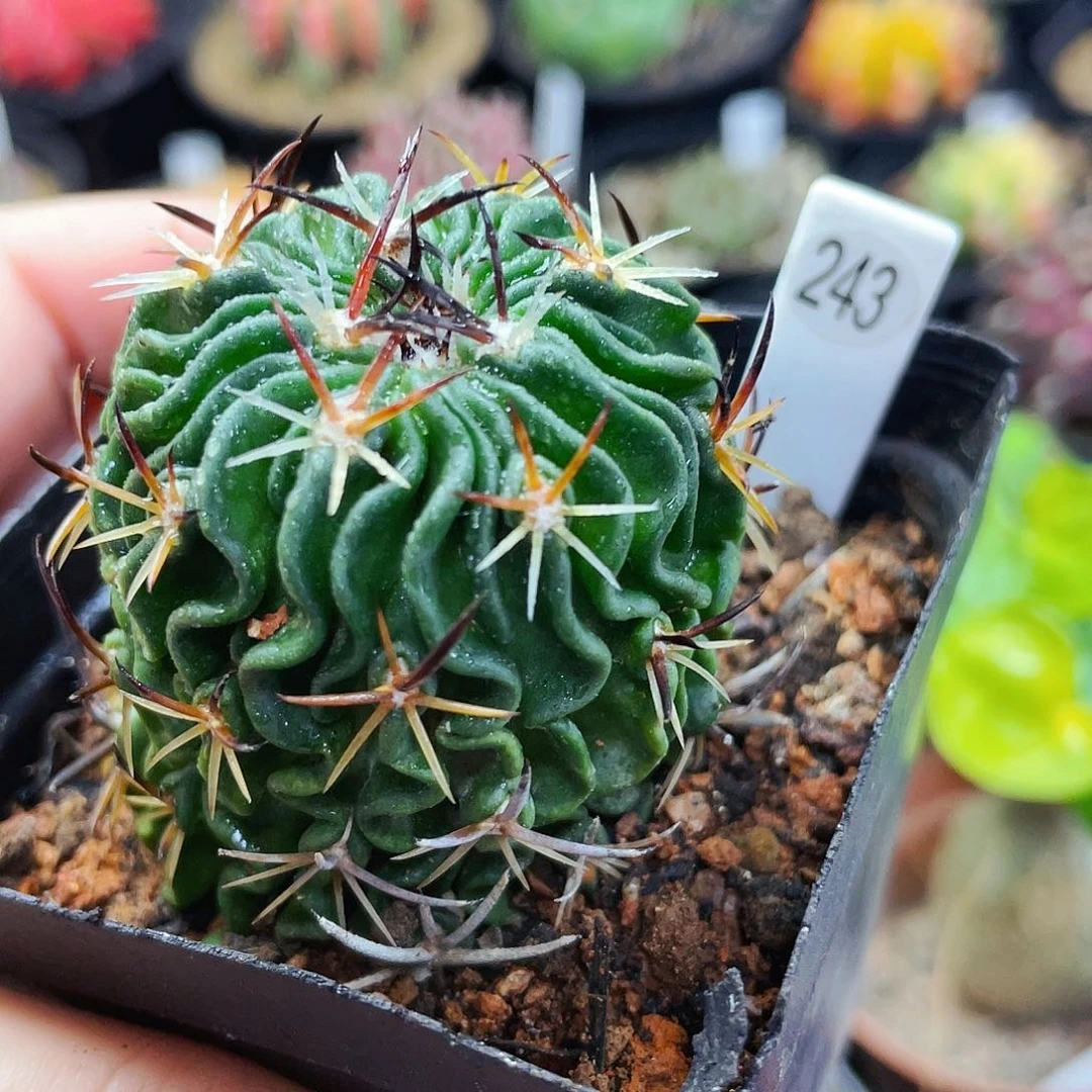 非偏远地区满25包邮仙人球裸根