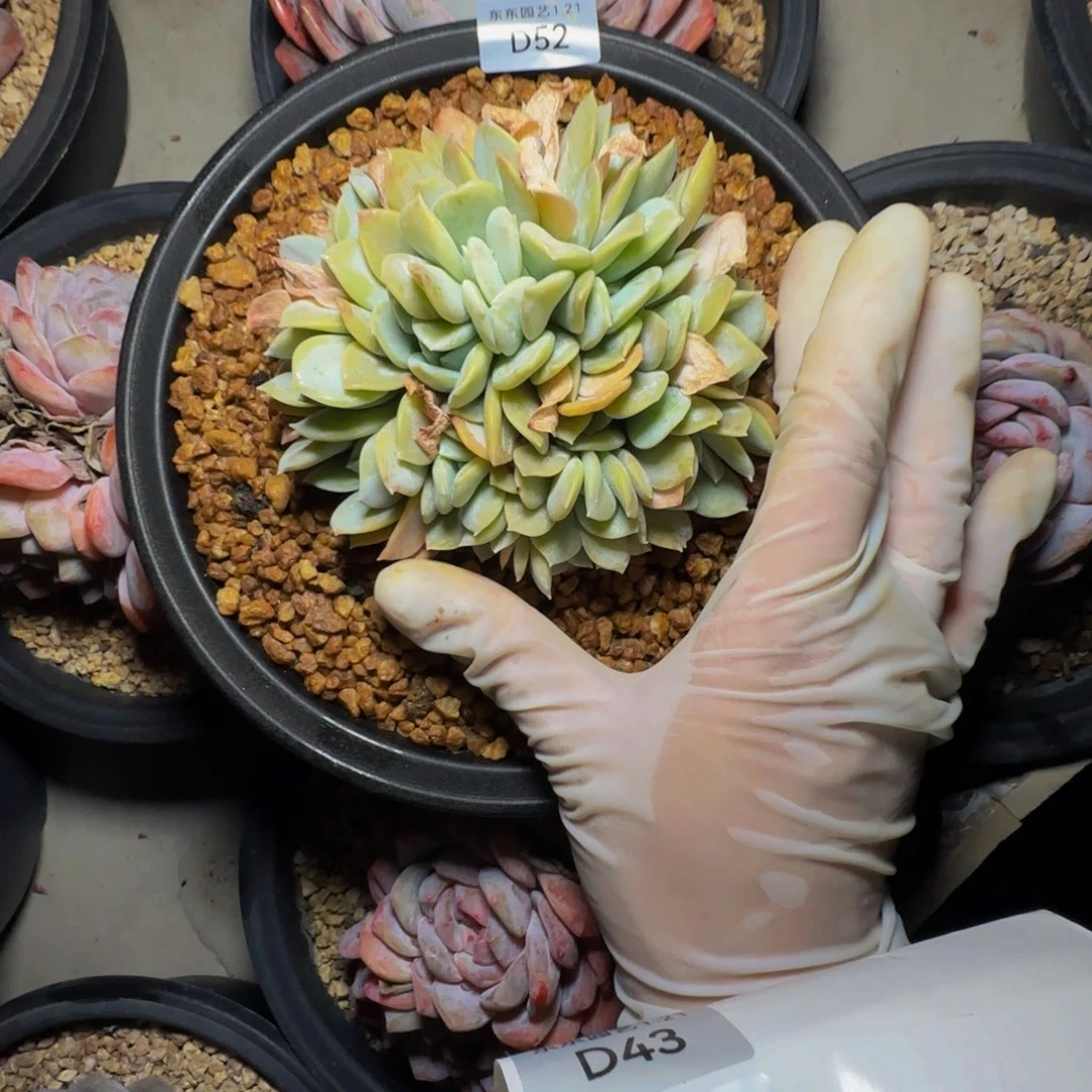 d d d d d d d d d 52