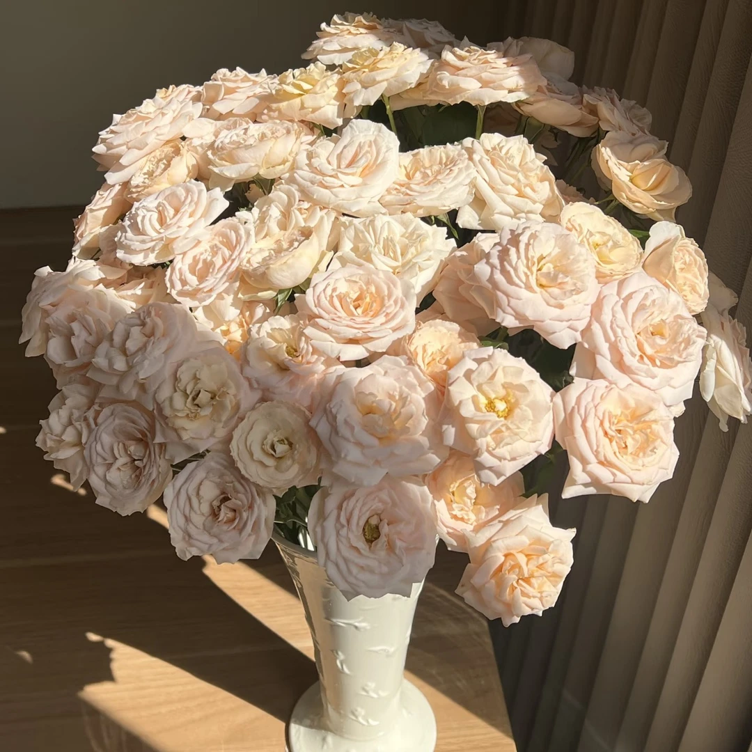 两单包邮！【香芒起司】玫瑰花