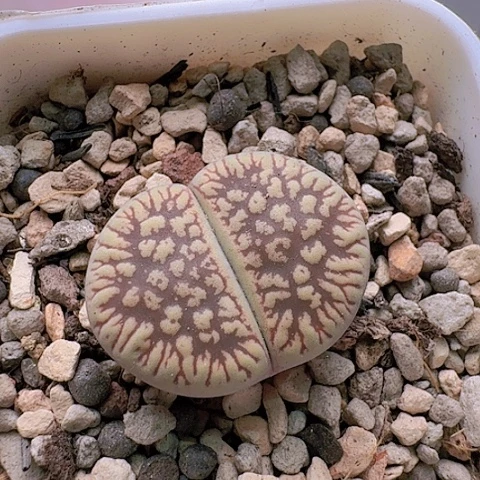 2170C54SS脱土发货