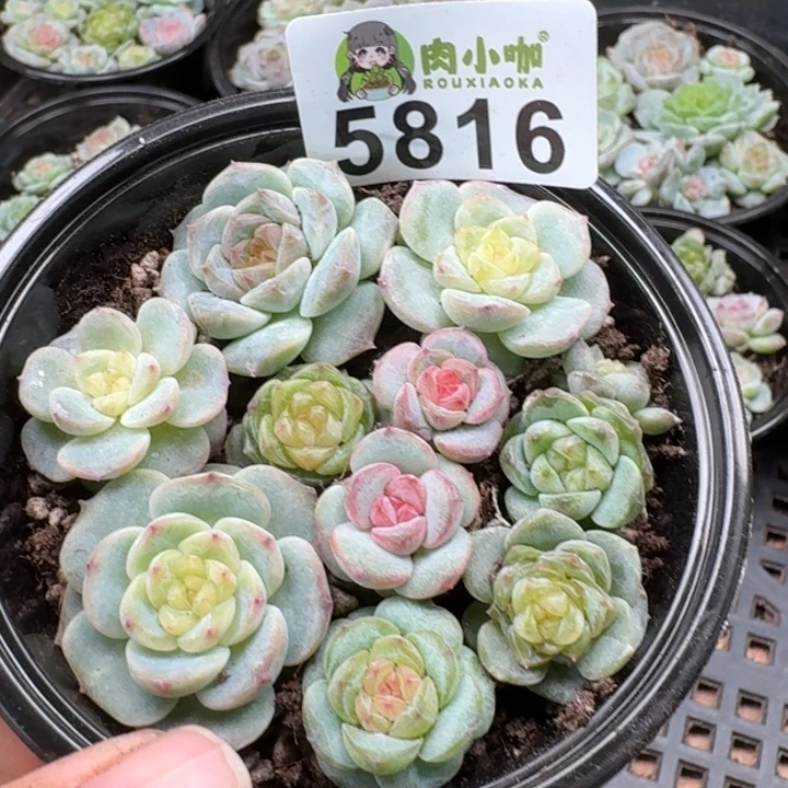 多肉植物多肉植物