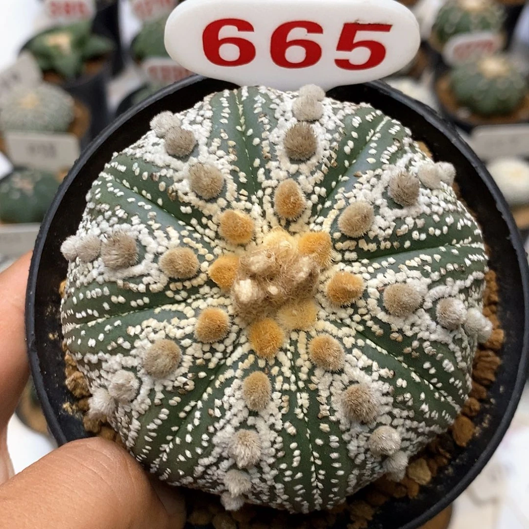 665大眼目玉饿了来了