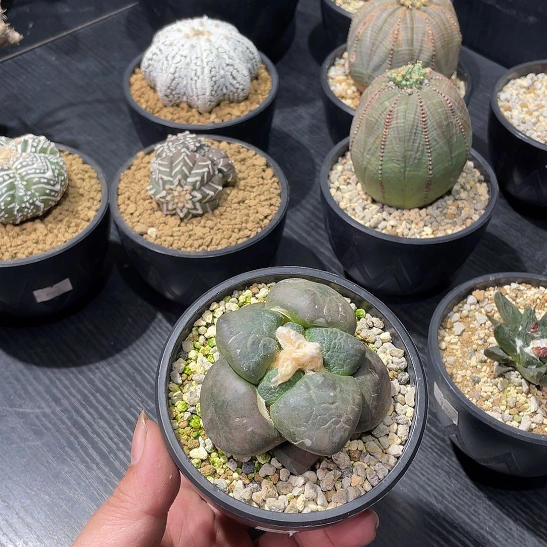 连山牡丹带盆包邮