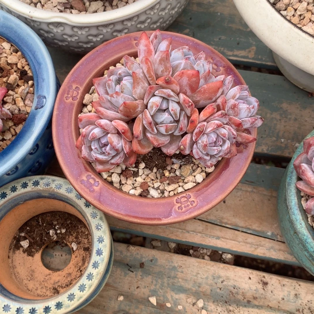 无花朵花花花花花花花花4