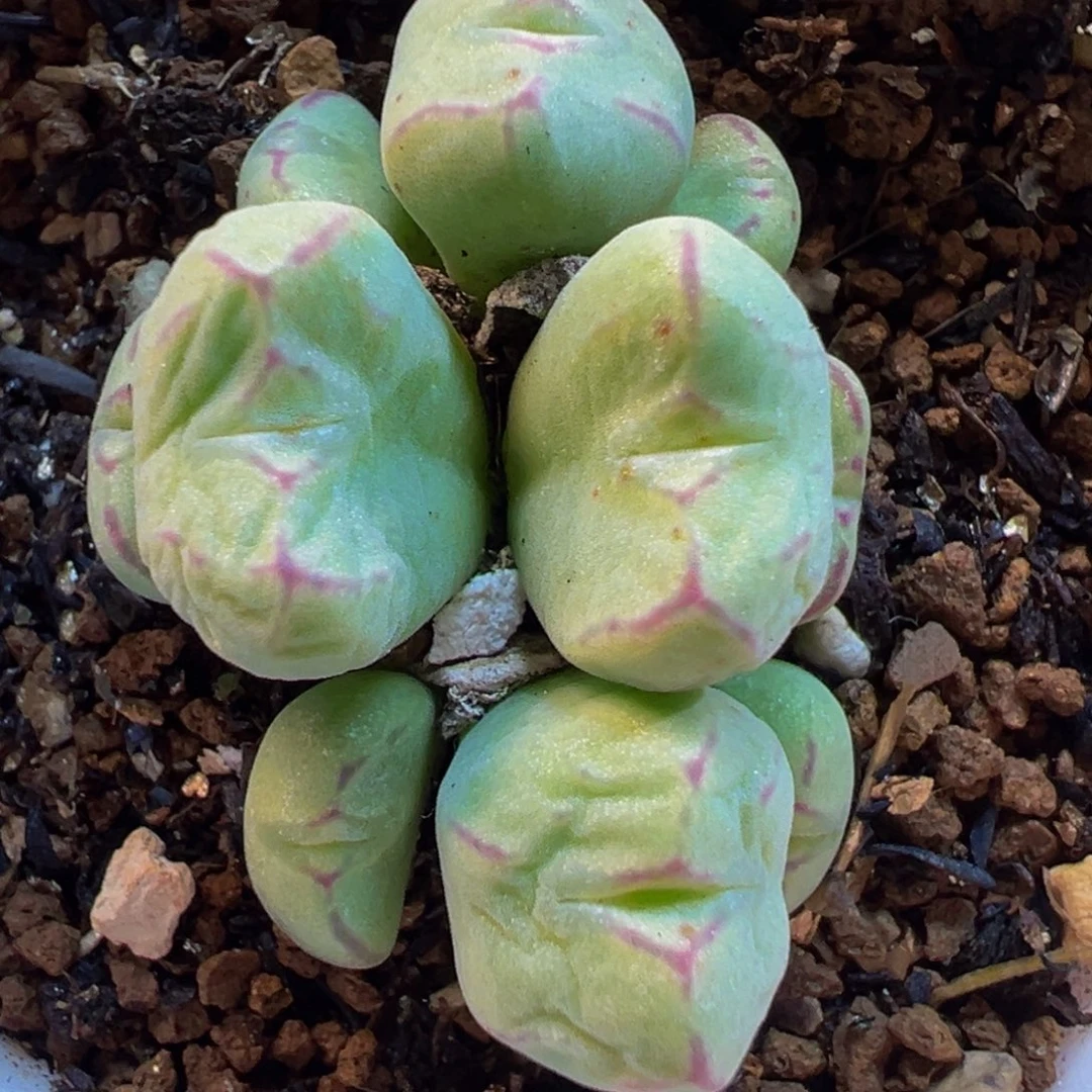 少将杂交群多肉植物