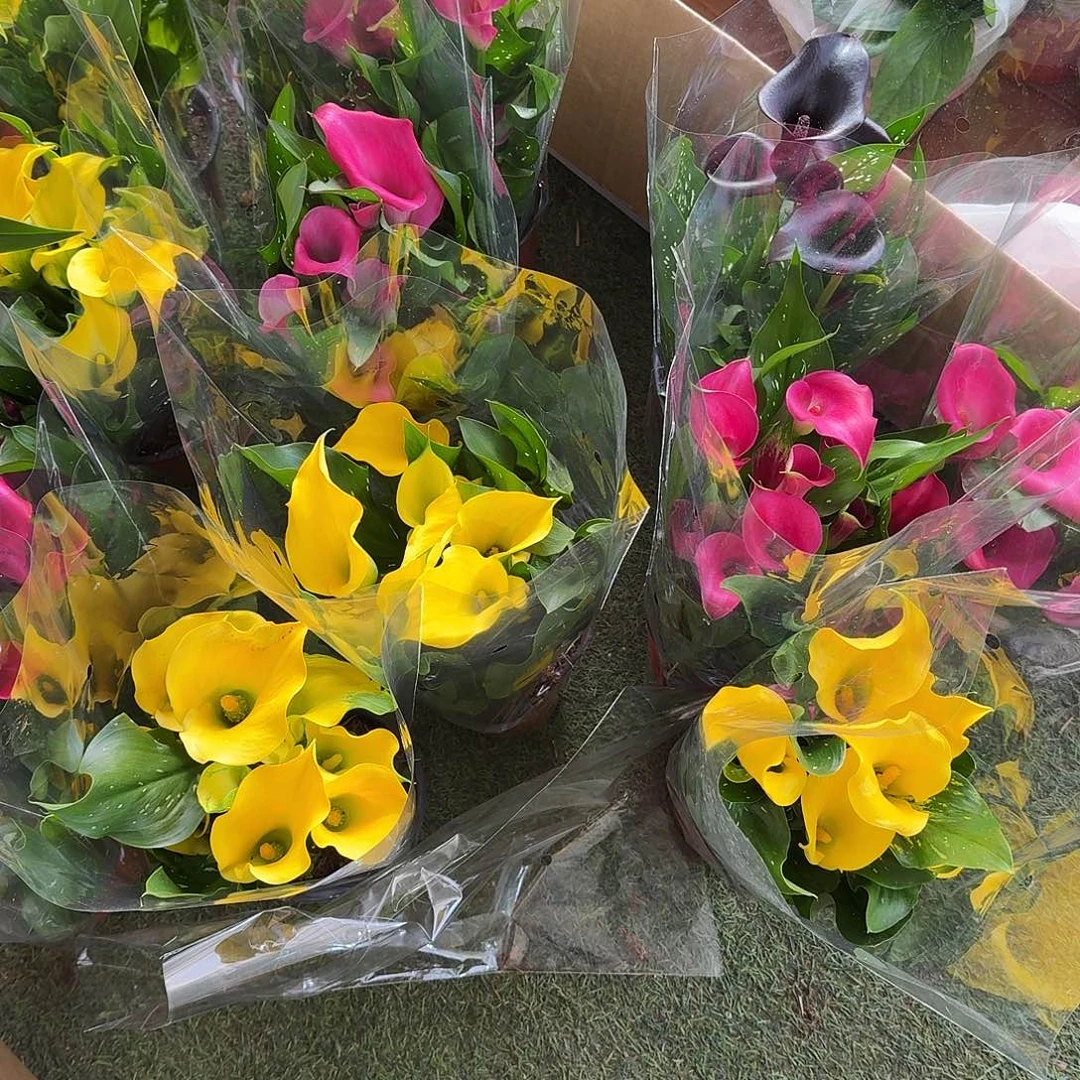 完全开放彩色马蹄莲紫掌